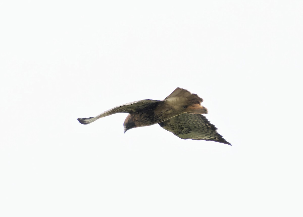 Red-tailed Hawk - Leslie Holzmann