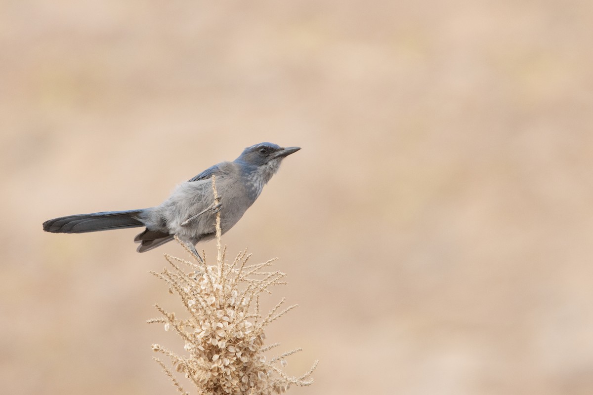 Woodhouse's Scrub-Jay - Dylan Osterhaus