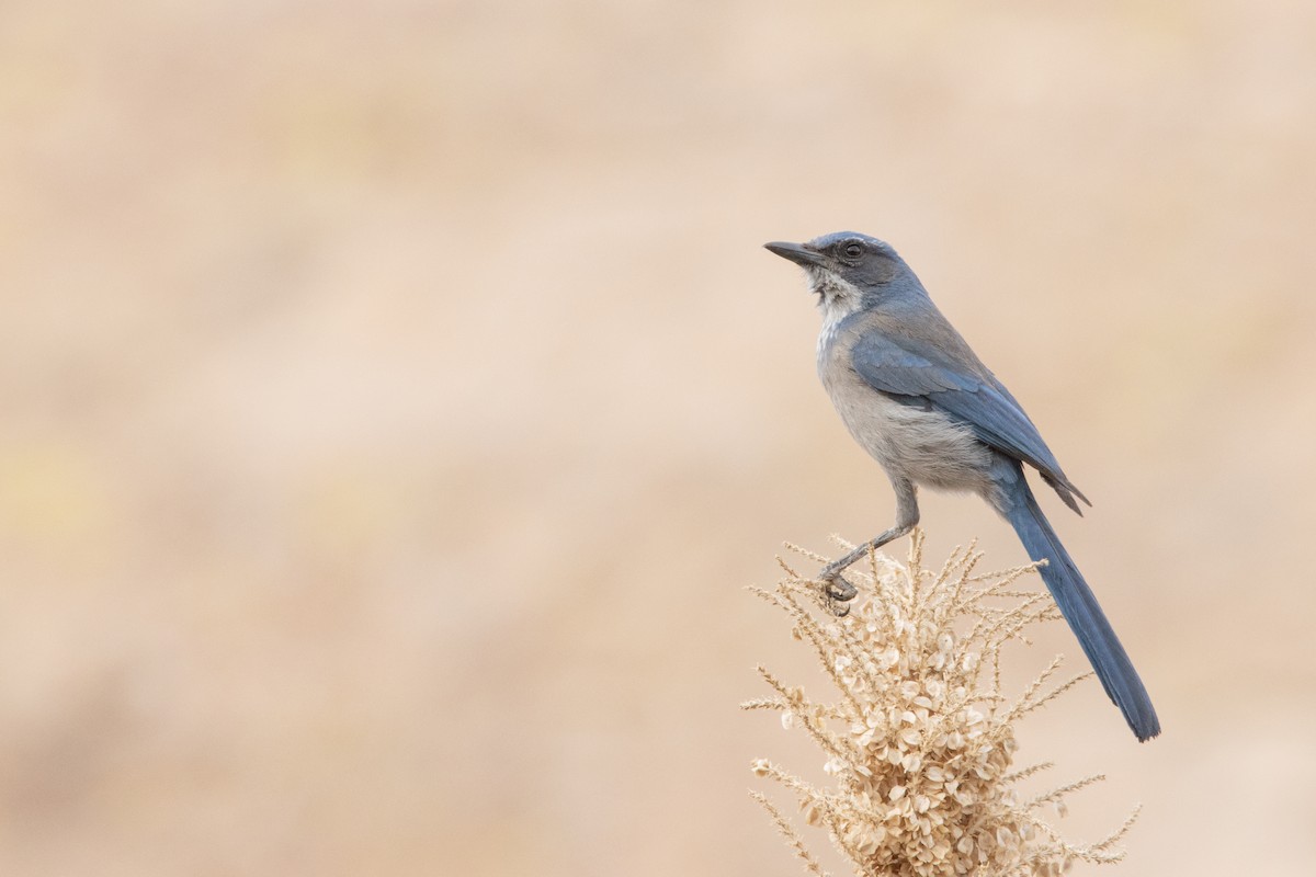 Woodhouse's Scrub-Jay - ML615502422