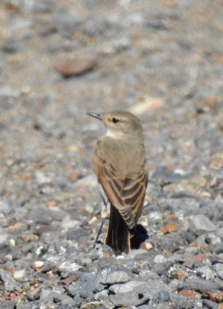 Spot-billed Ground-Tyrant - Fernando Muñoz