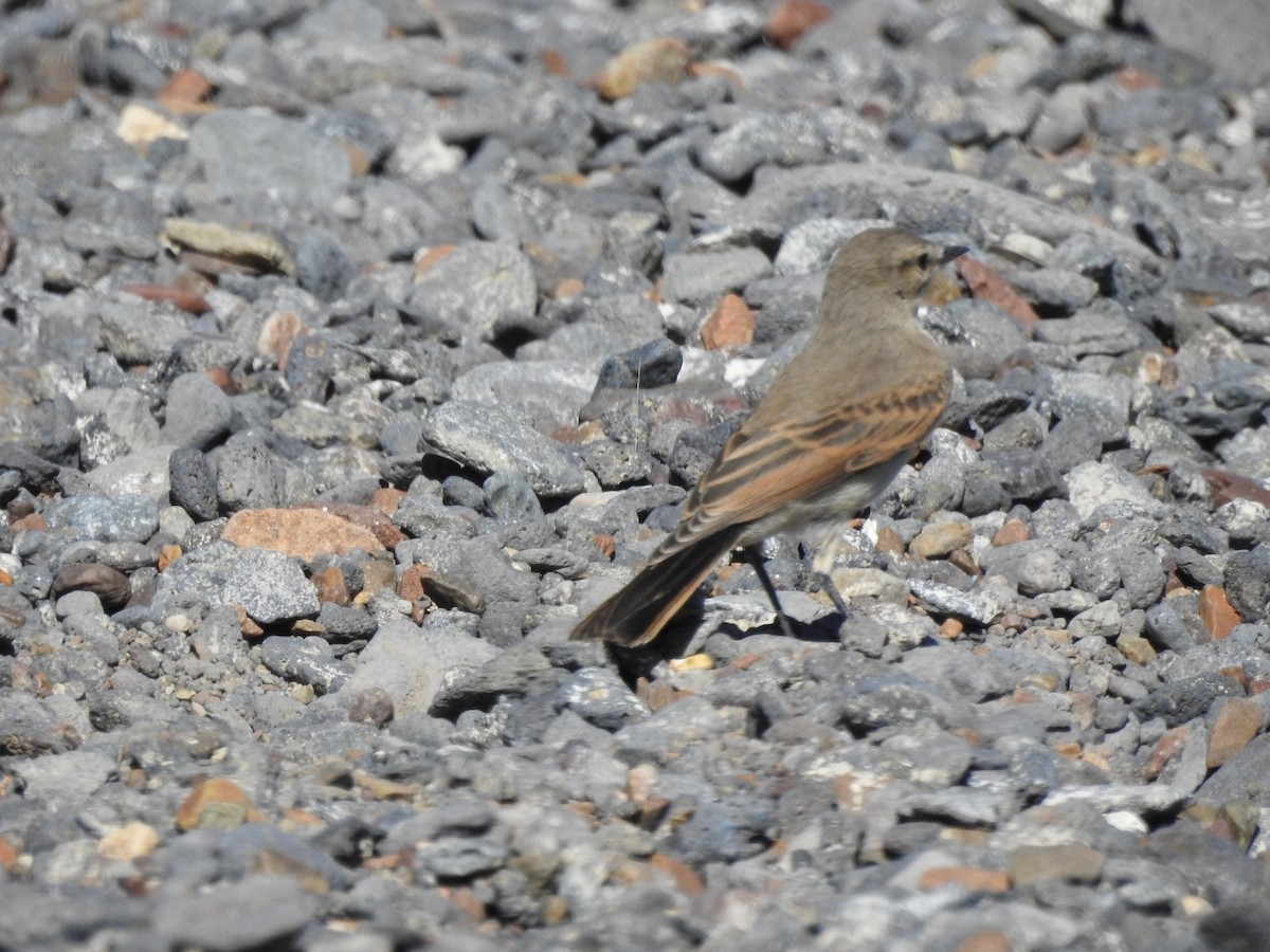 Spot-billed Ground-Tyrant - ML615502493