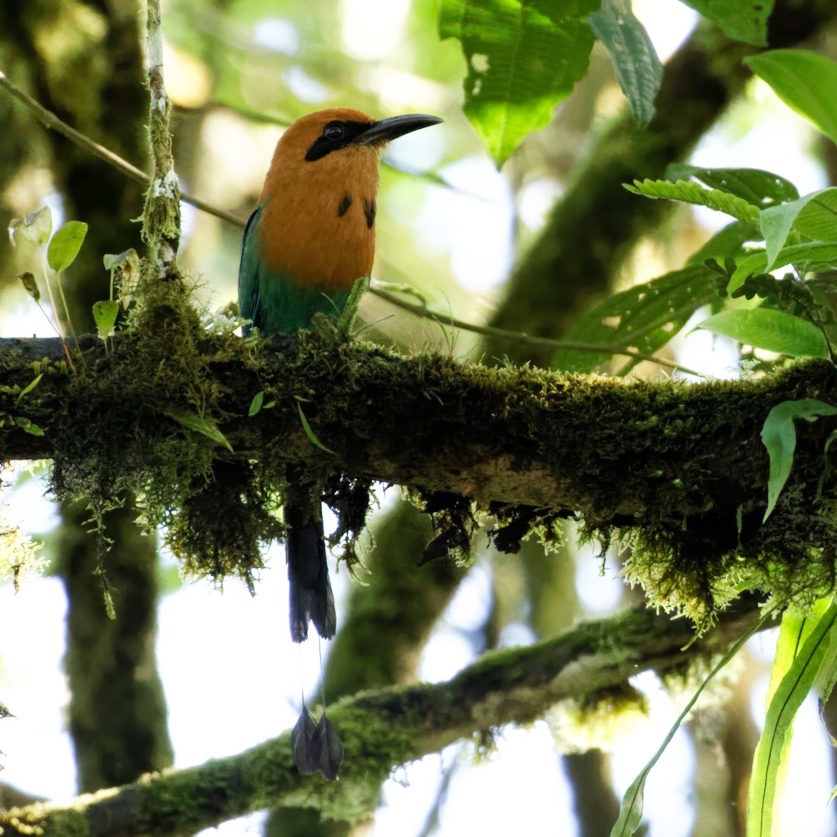 Broad-billed Motmot (Broad-billed) - Dina Perry