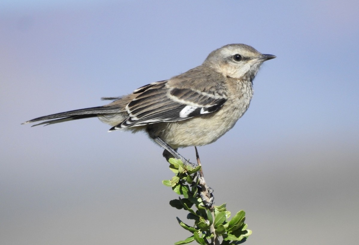 Patagonian Mockingbird - ML615502506