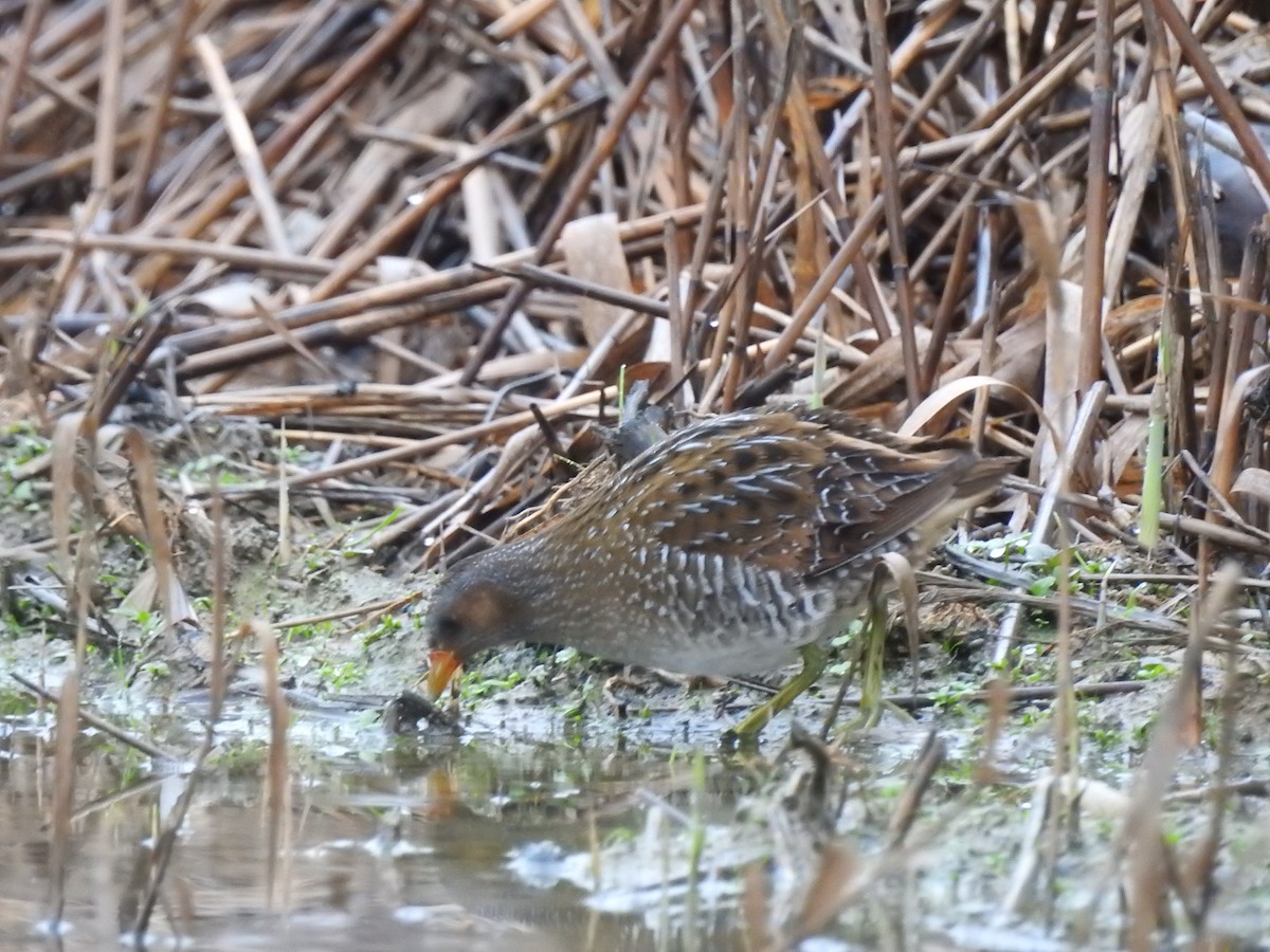 Spotted Crake - Lorenzo Pini