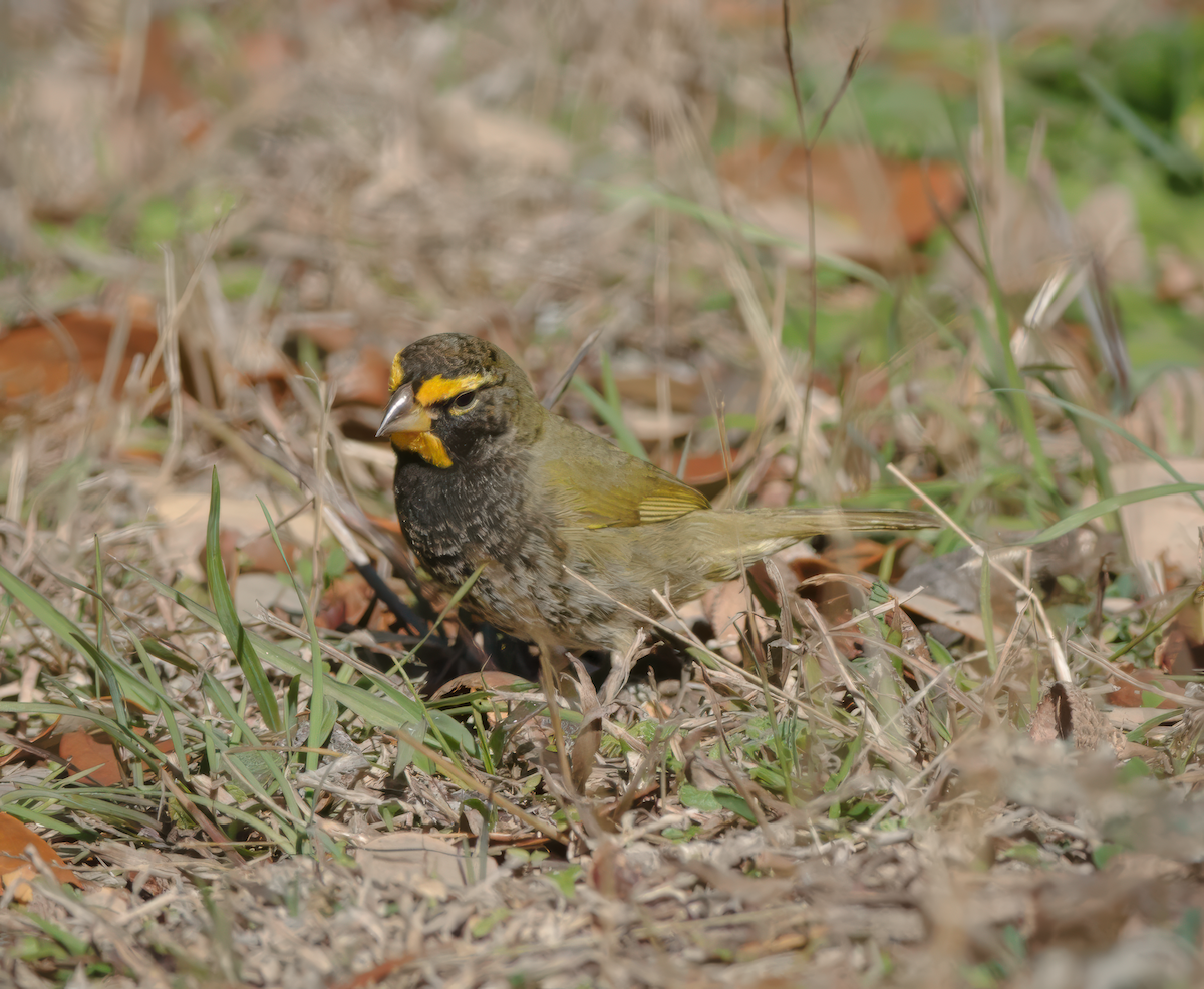 Yellow-faced Grassquit - ML615502619