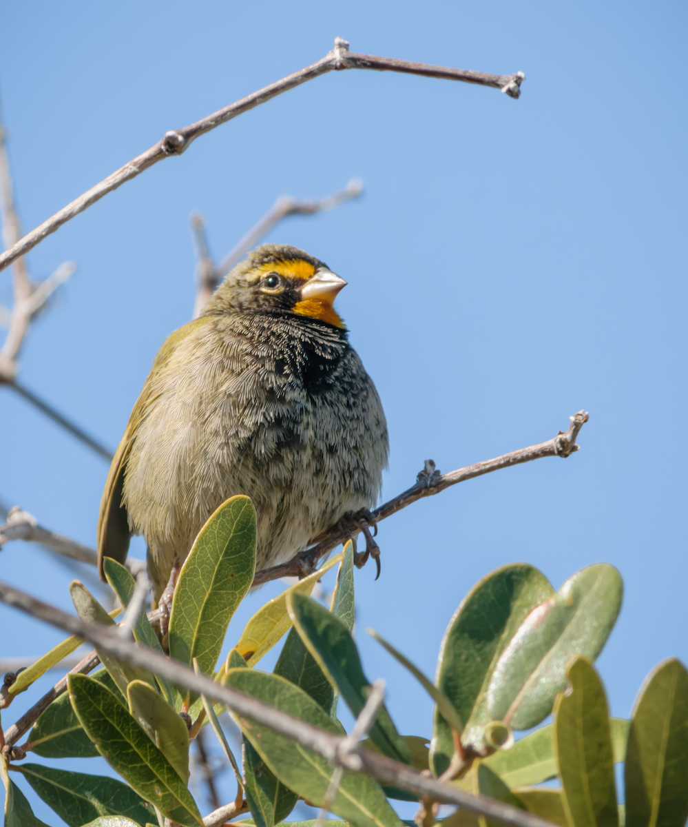 Yellow-faced Grassquit - ML615502621