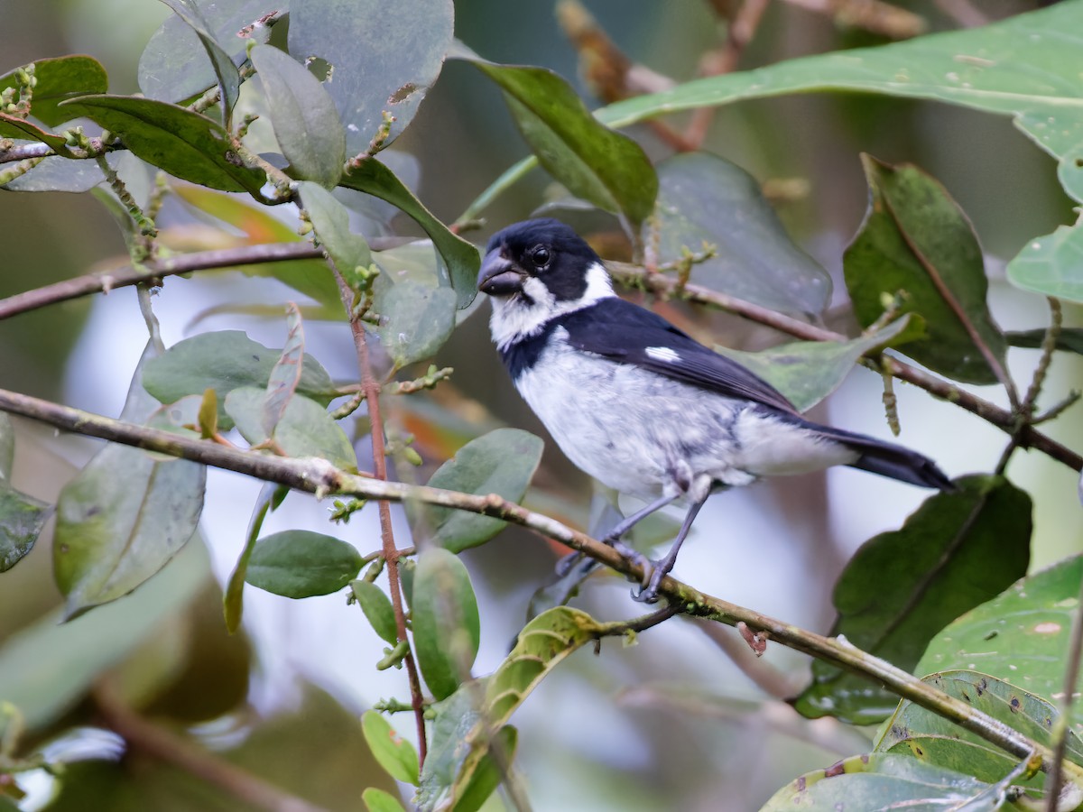Variable Seedeater (Variable) - ML615502651