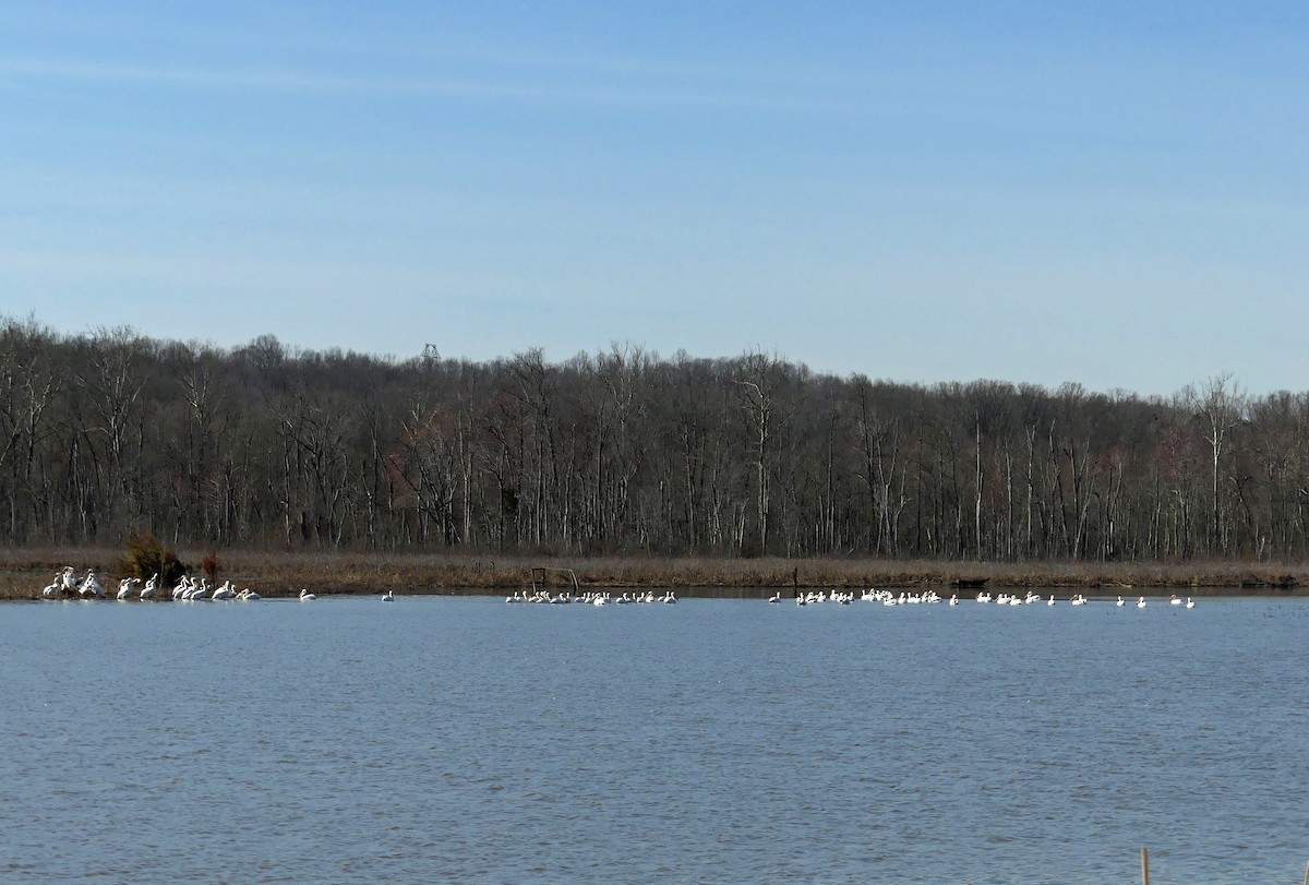 American White Pelican - Jim Goehring