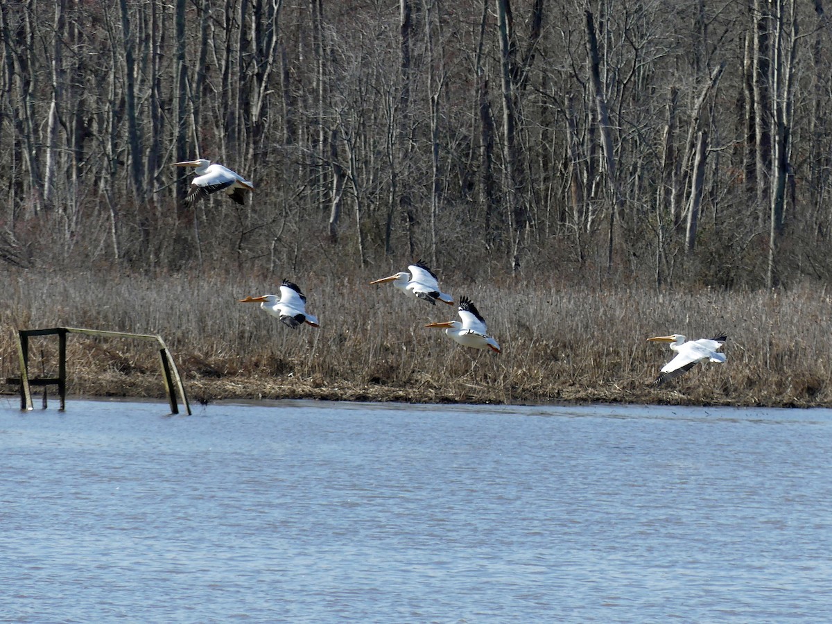 American White Pelican - ML615502672