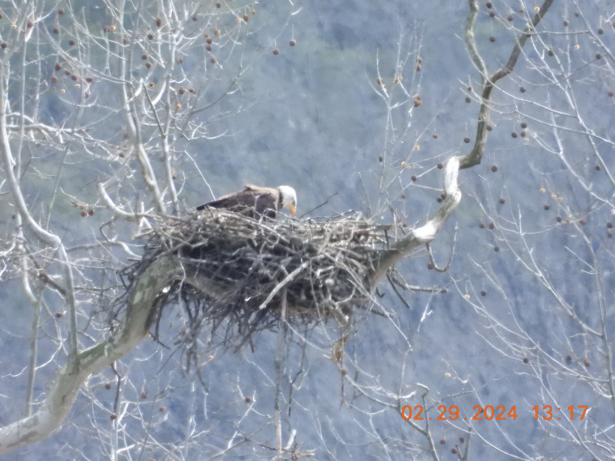 Bald Eagle - ML615502752