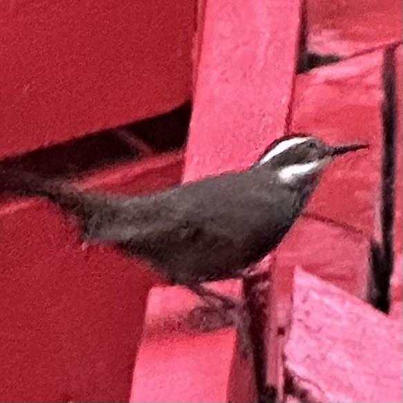 Dark-bellied Cinclodes - ML615502772