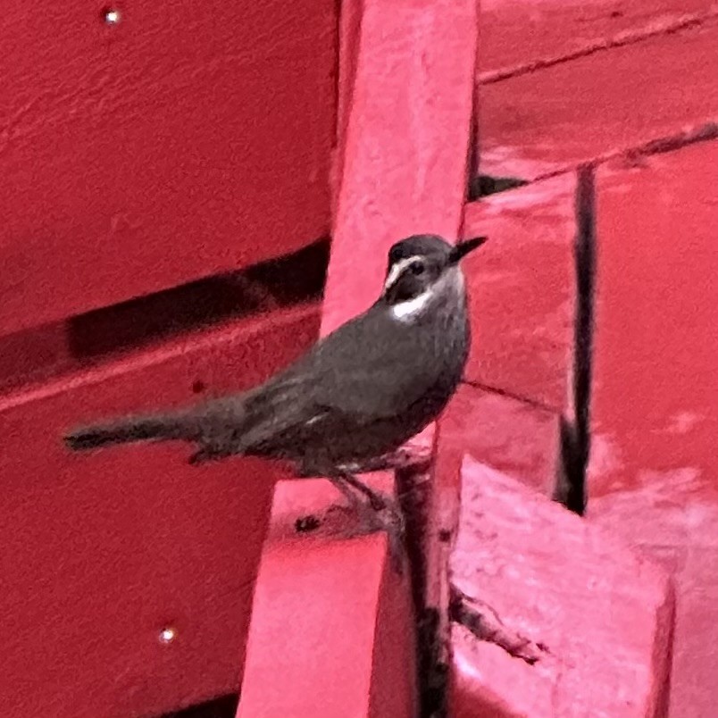 Dark-bellied Cinclodes - ML615502773