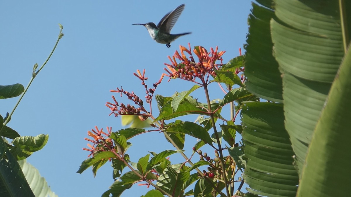 kolibřík safírovohrdlý - ML615502776