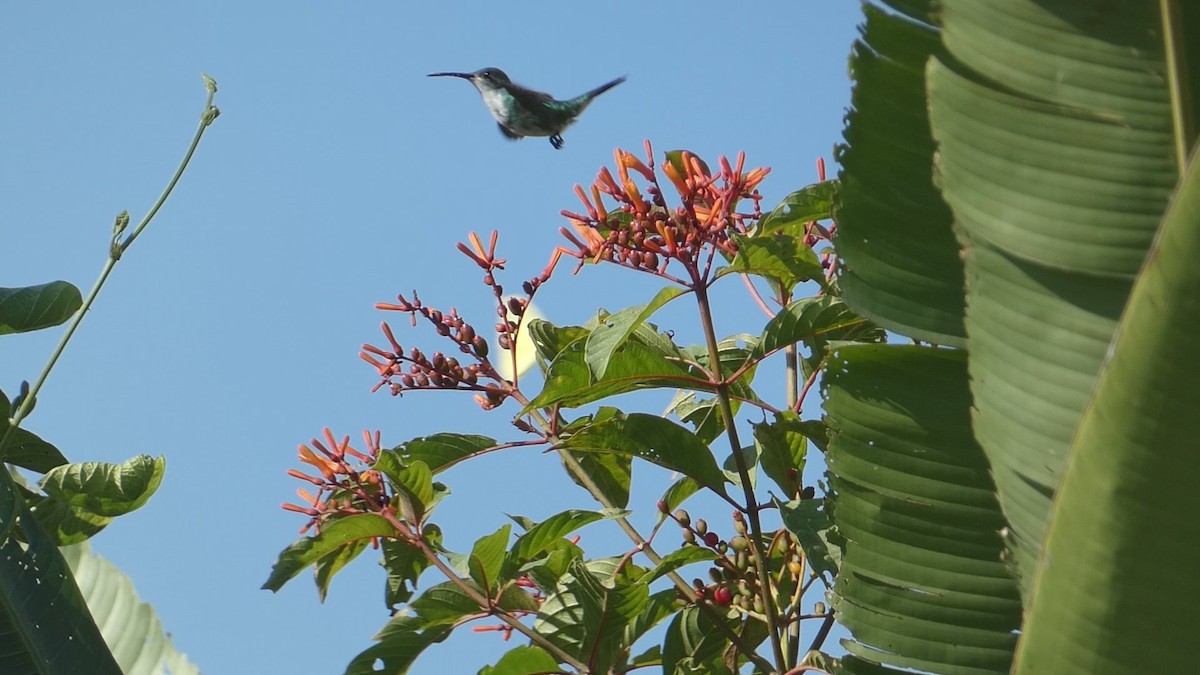 kolibřík safírovohrdlý - ML615502777