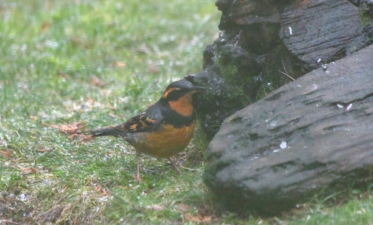 Varied Thrush - ML615502782