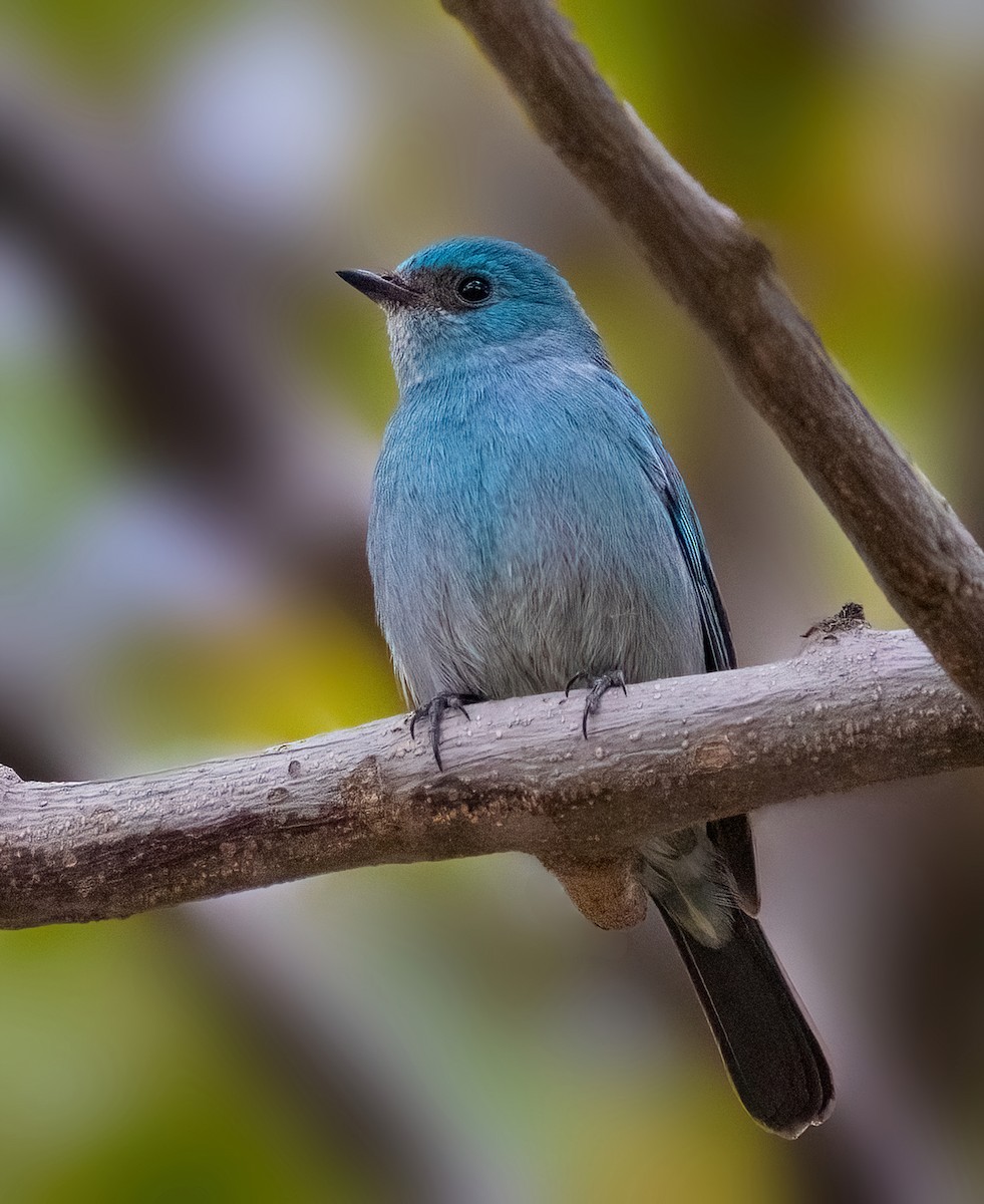 Verditer Flycatcher - Pradyumna Majumdar