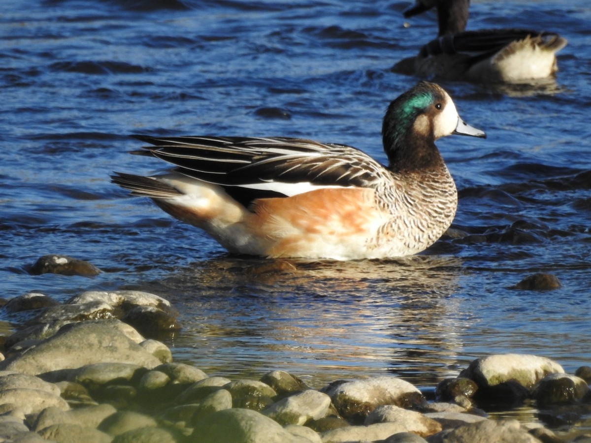 Chiloe Wigeon - ML615502803