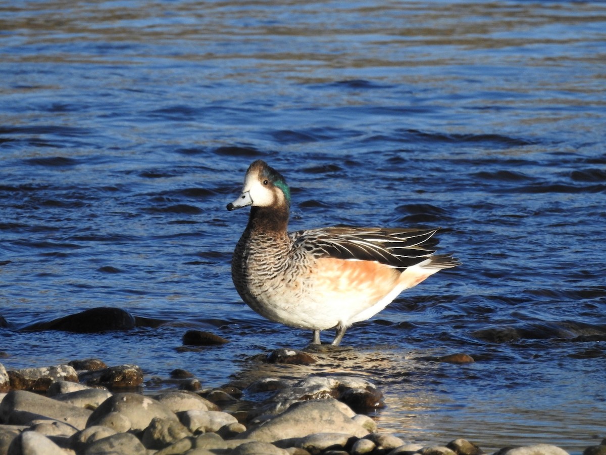 Chiloe Wigeon - ML615502804