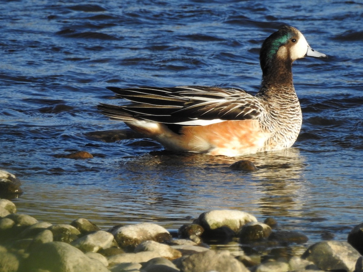 Chiloe Wigeon - ML615502805