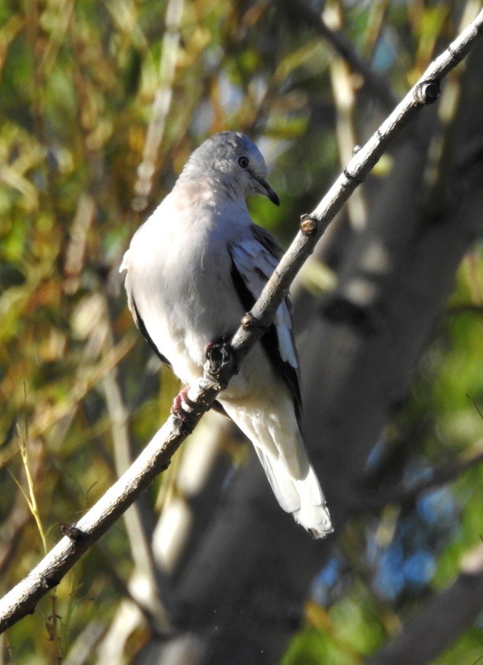 Picui Ground Dove - Fernando Muñoz