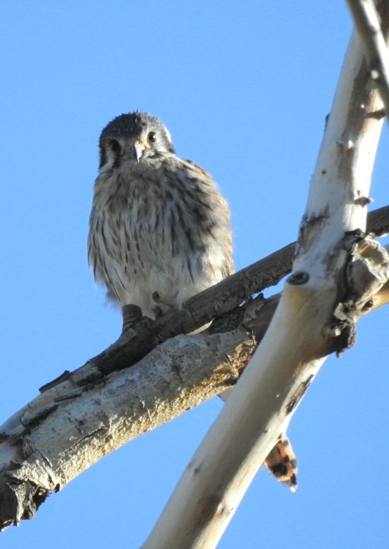 American Kestrel - ML615502811