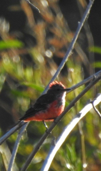 Vermilion Flycatcher - Fernando Muñoz