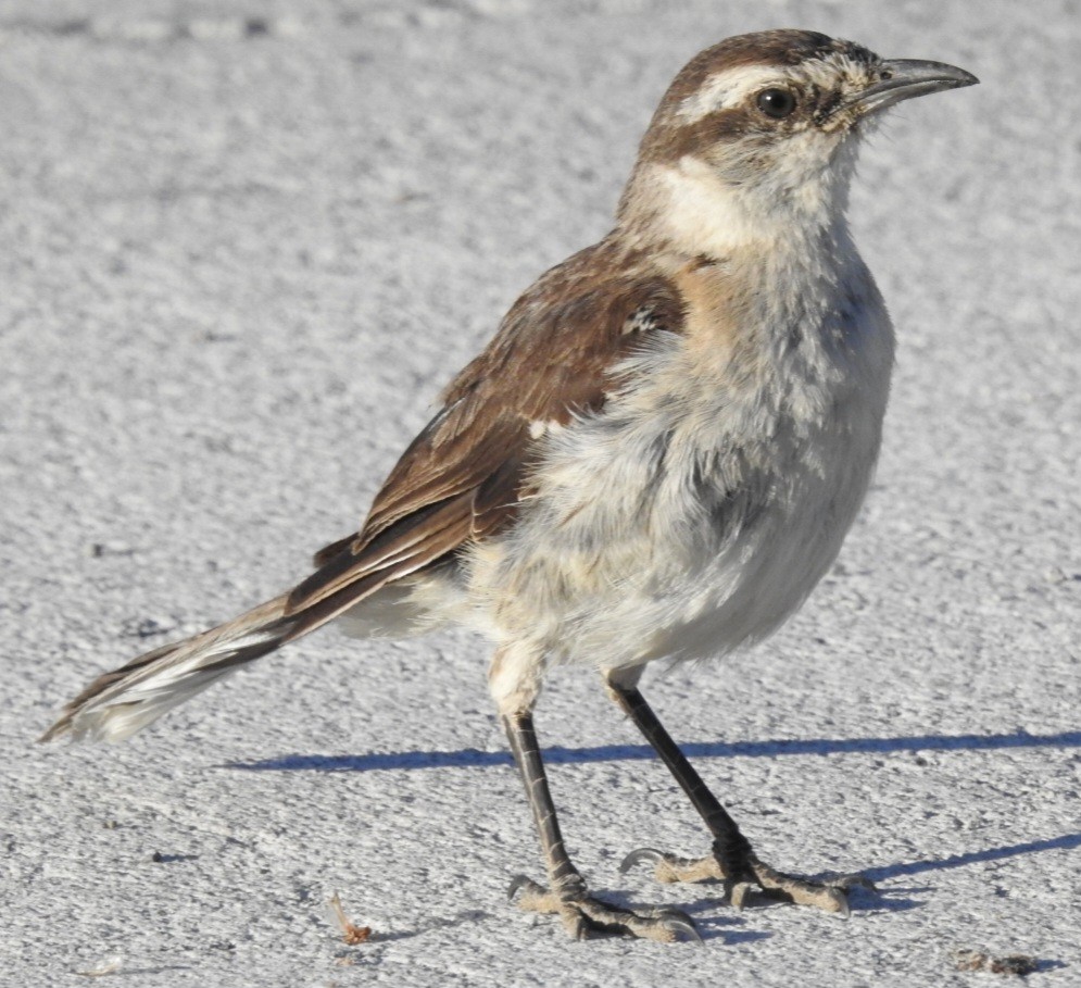 Chalk-browed Mockingbird - ML615502814