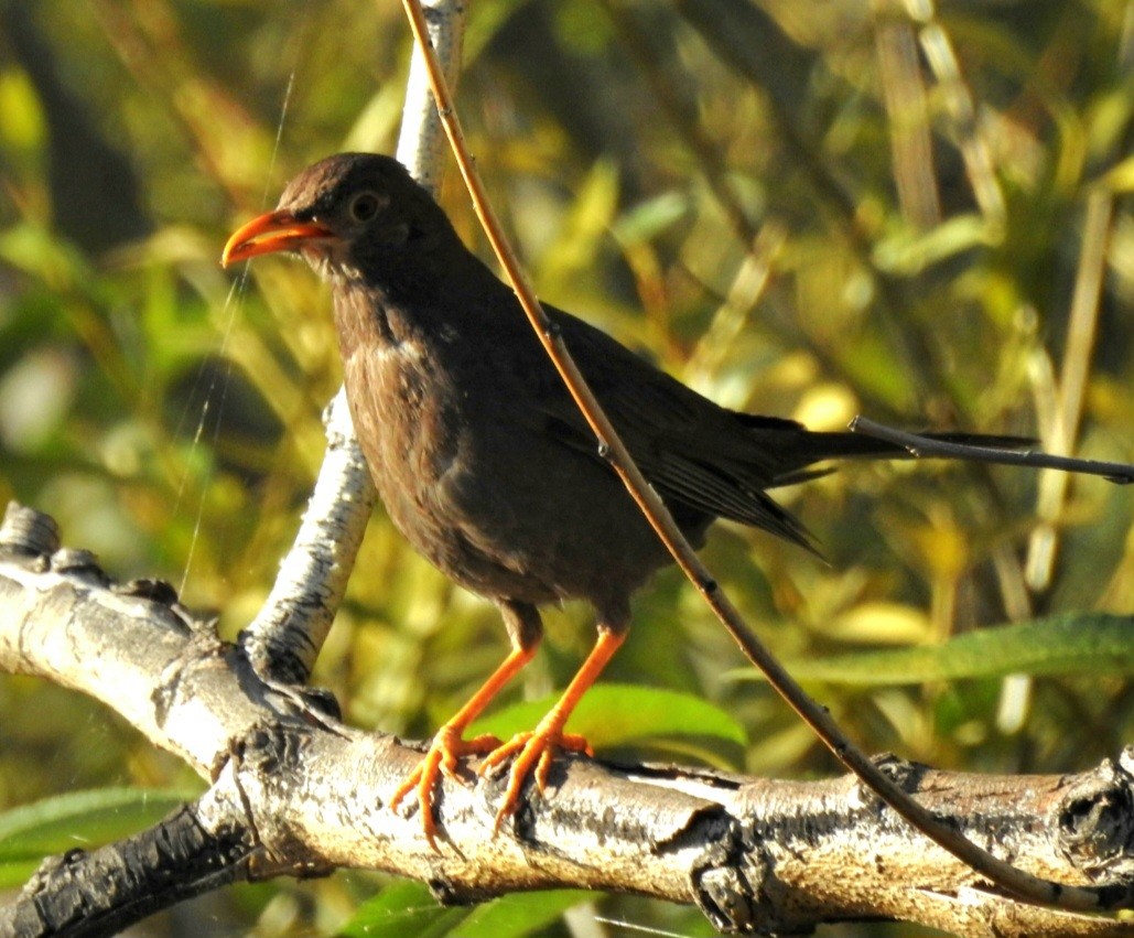 Chiguanco Thrush - ML615502815