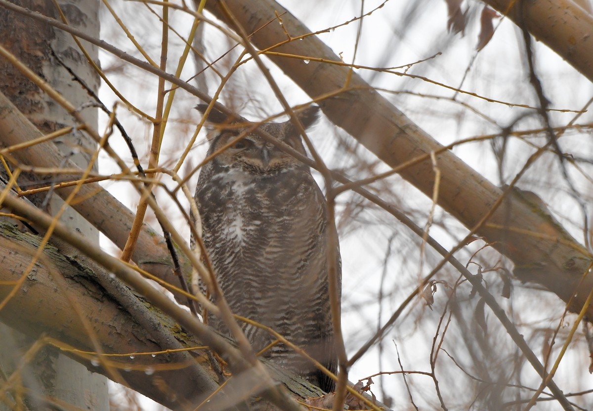 Great Horned Owl - ML615502816