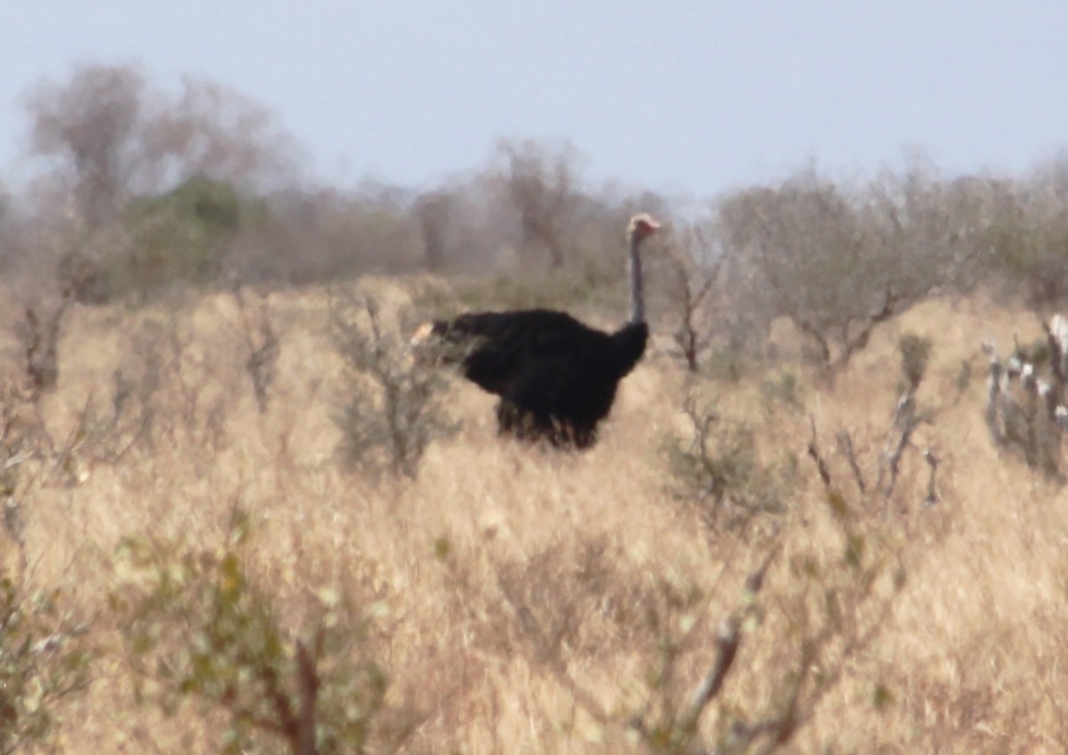 Somali Ostrich - Stanislaw Czyz