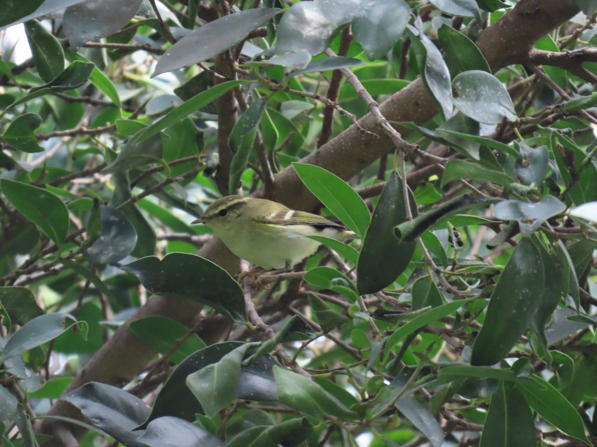 Yellow-browed Warbler - ML615502870