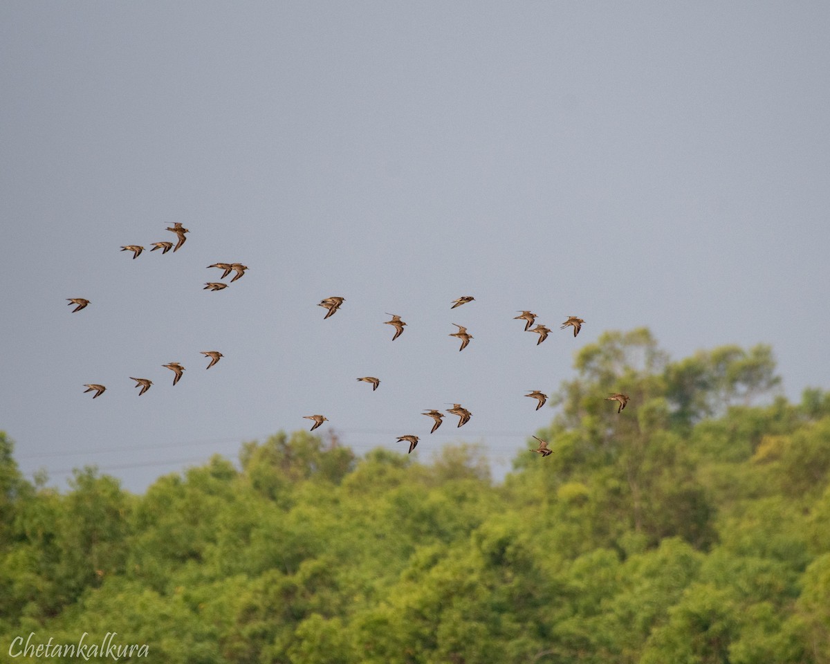 Pacific Golden-Plover - Chetan Kalkura