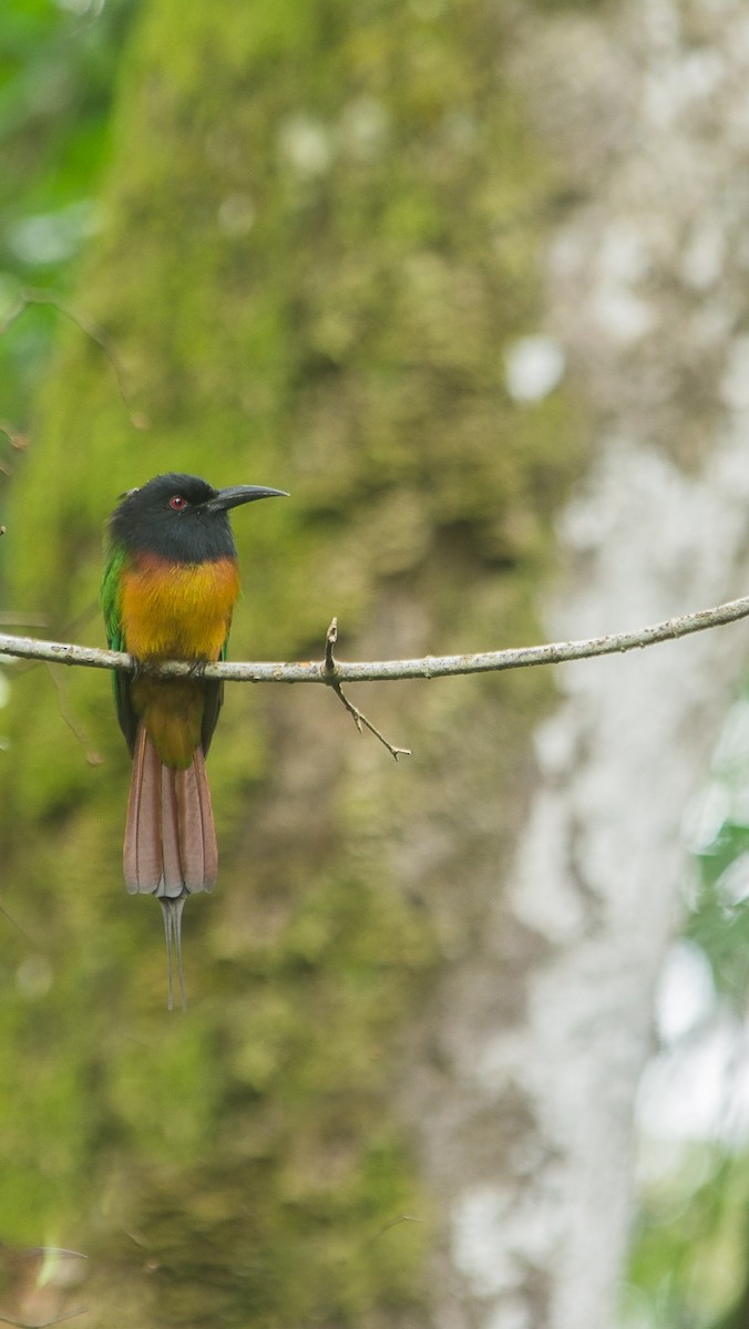 Black-headed Bee-eater - ML615502924