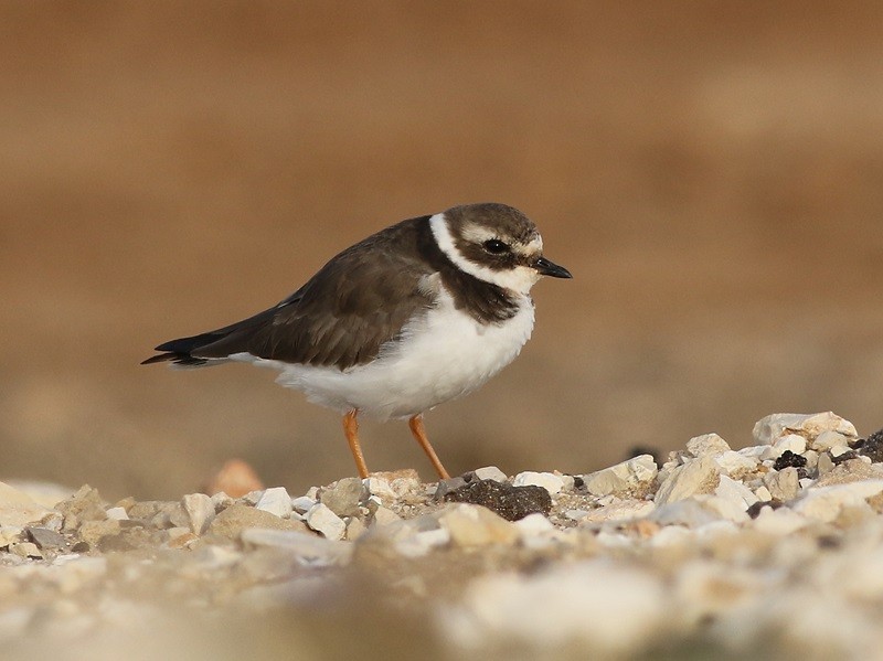 Common Ringed Plover - Barak Granit