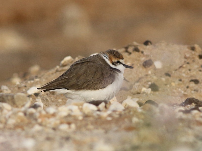 Kentish Plover - ML615502939