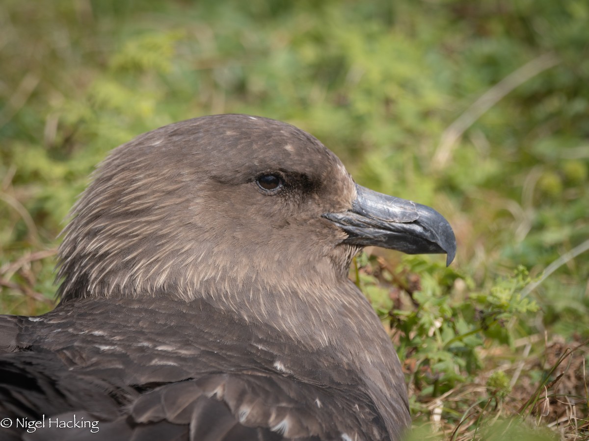 Brown Skua - ML615503004