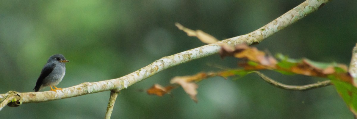 Yellow-footed Flycatcher - Liam Charlton