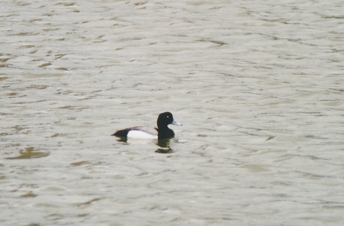 Greater Scaup - ML615503015