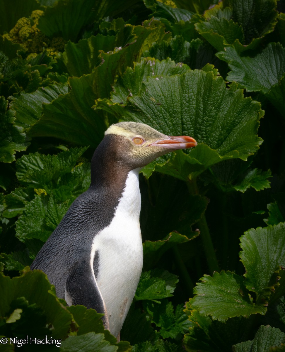 Yellow-eyed Penguin - ML615503025