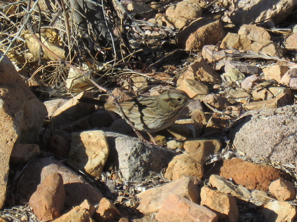 Lincoln's Sparrow - Ron Batie