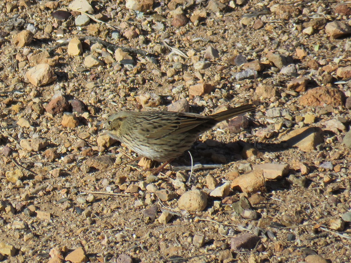 Lincoln's Sparrow - Ron Batie