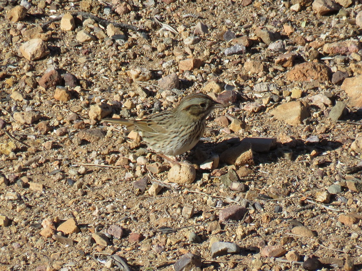 Lincoln's Sparrow - Ron Batie