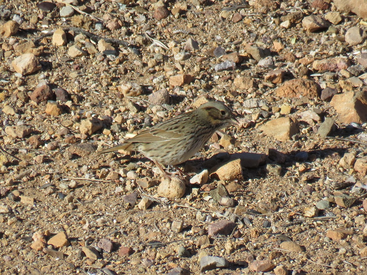 Lincoln's Sparrow - Ron Batie