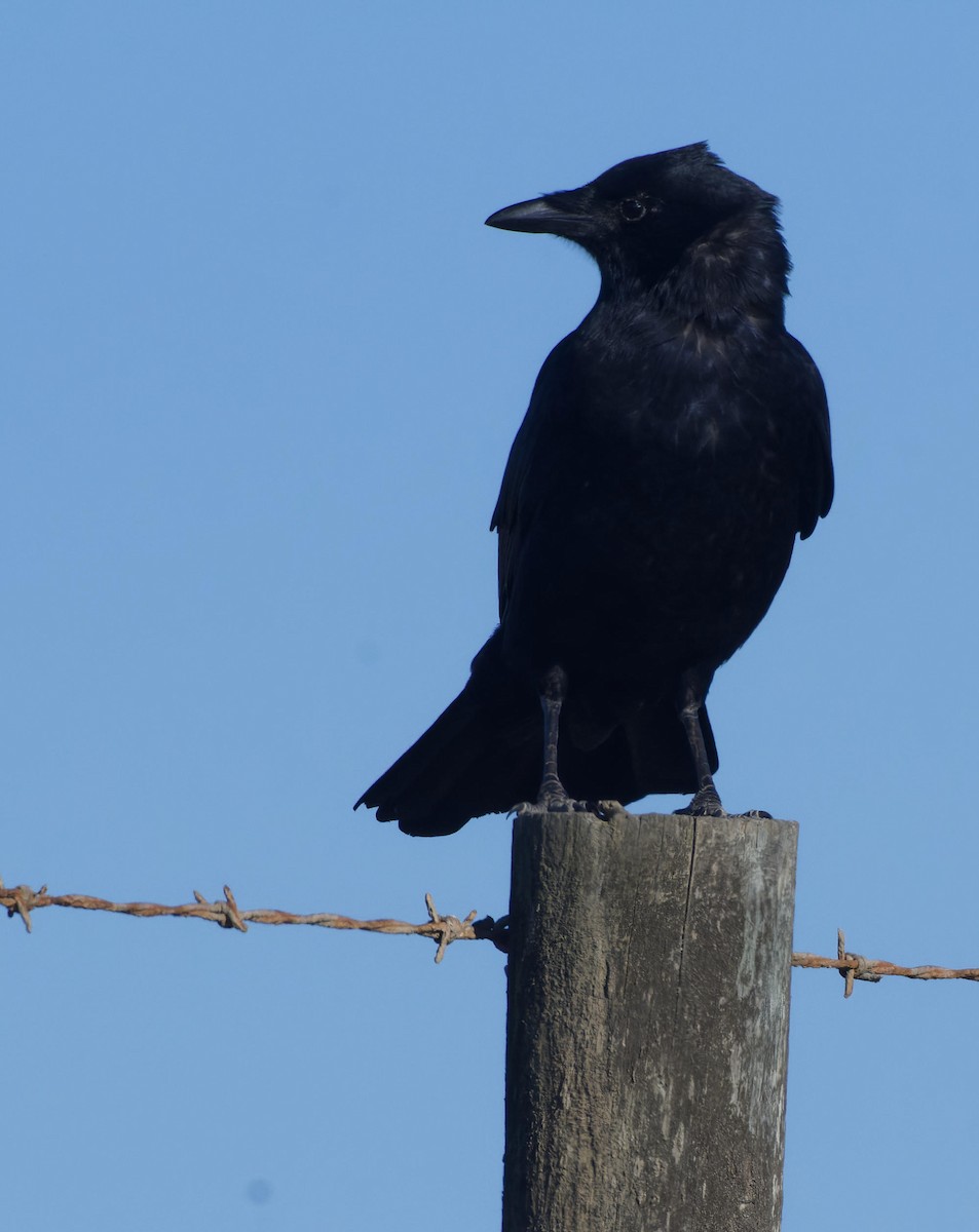 American Crow - ML615503260