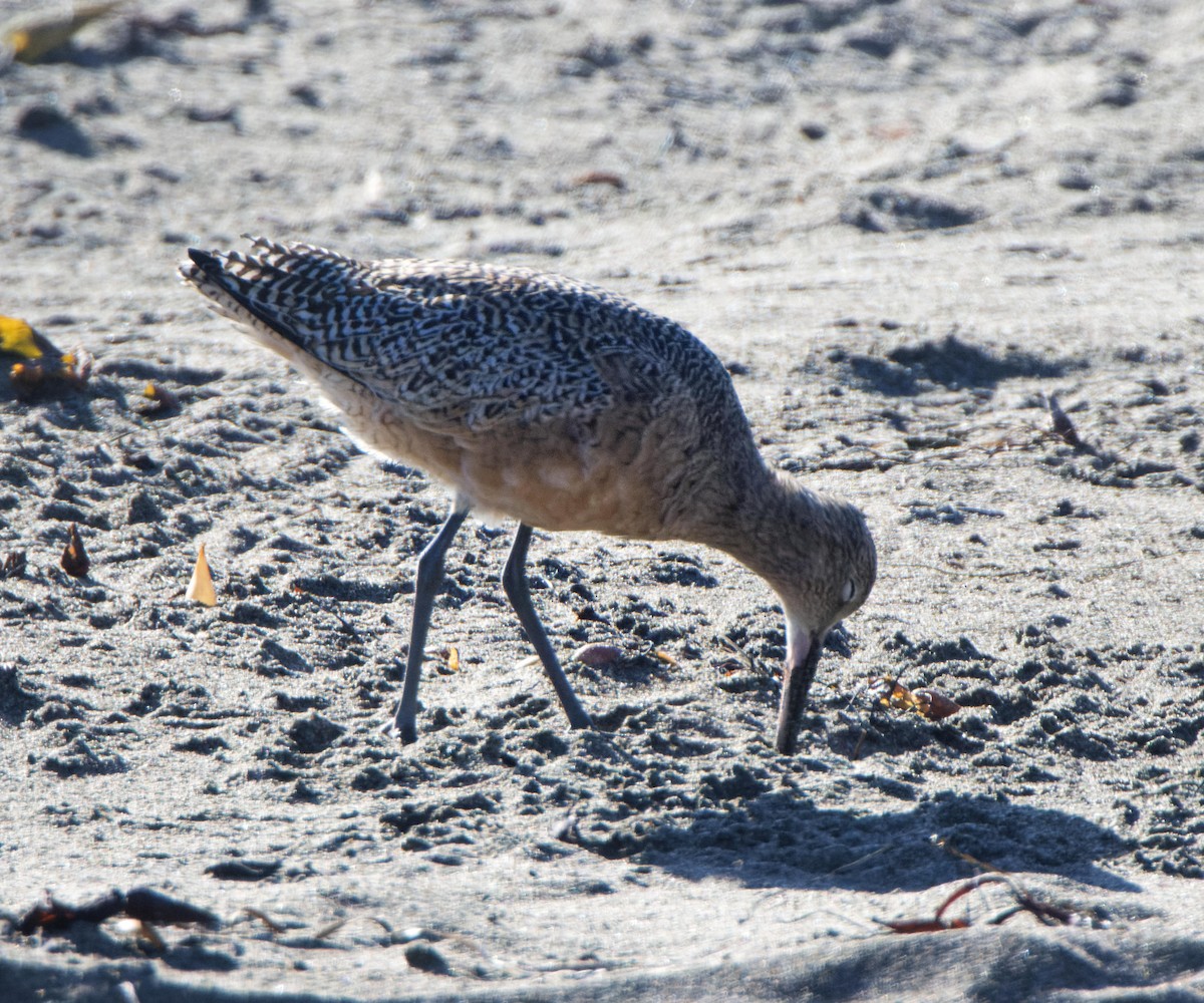 Marbled Godwit - ML615503273