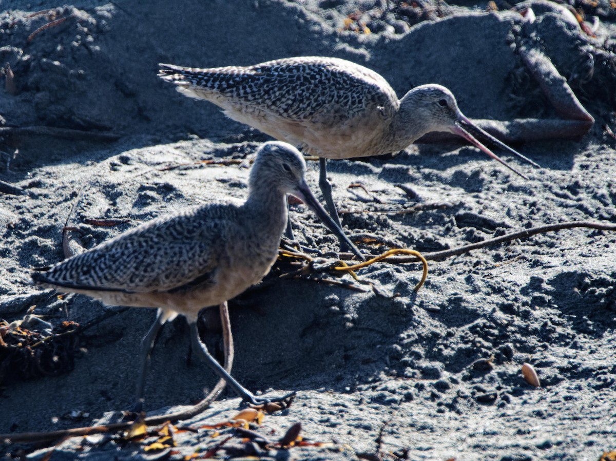 Marbled Godwit - ML615503275