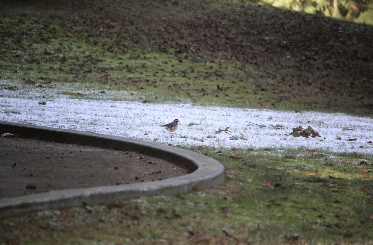 Varied Thrush - ML615503326