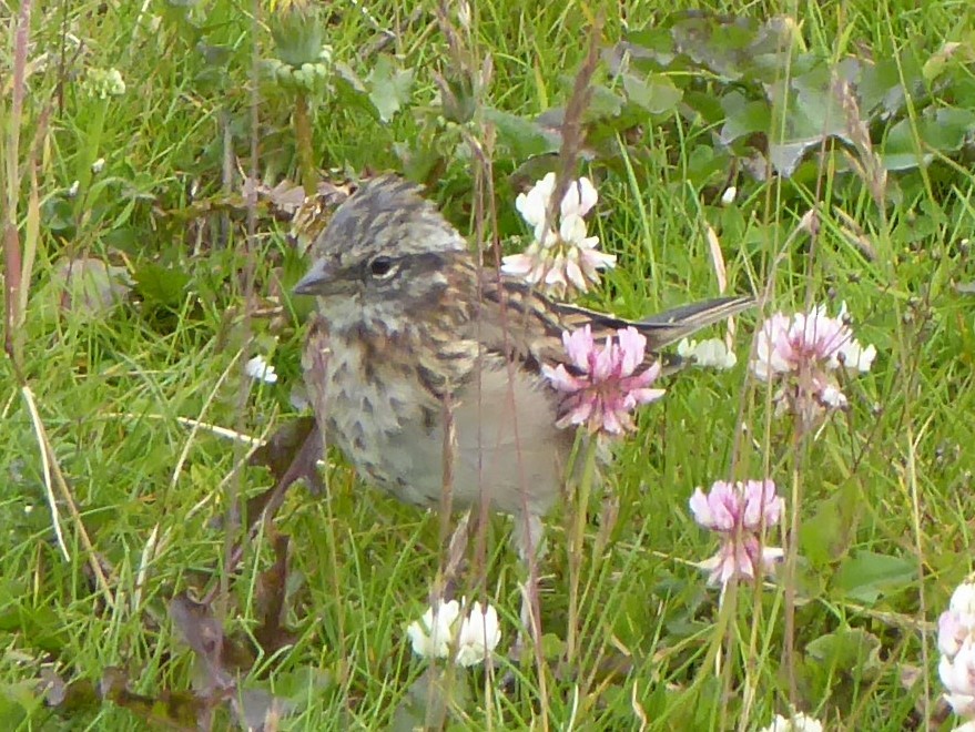 Rufous-collared Sparrow - ML615503329
