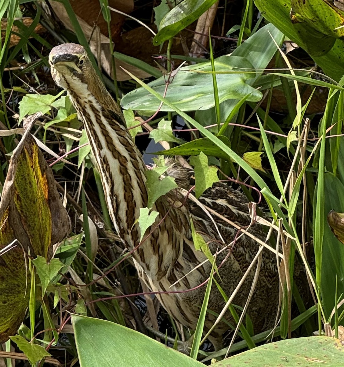 American Bittern - ML615503339