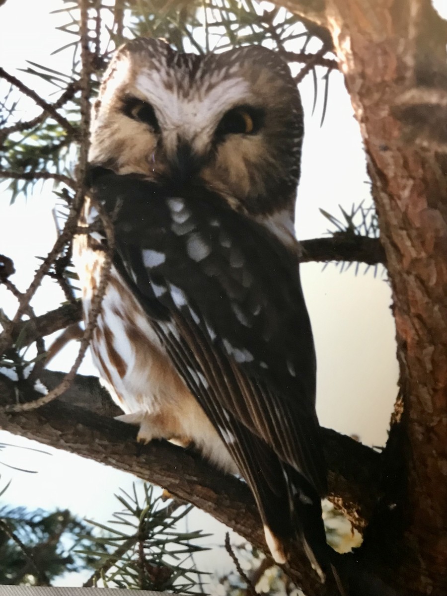 Northern Saw-whet Owl - ML615503341